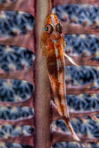 Goby on a Sea Pen 
Backlight with fill by Wayne Jones 